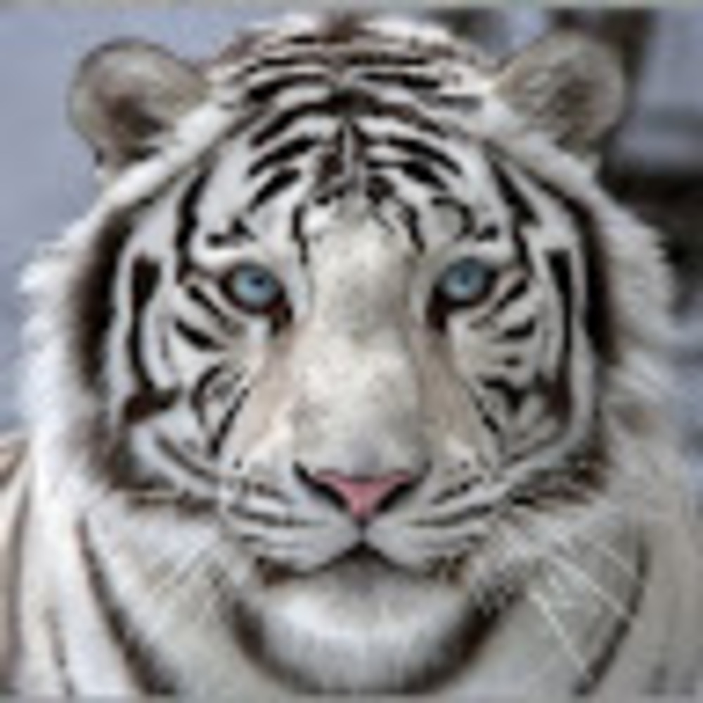 Meet your Posher, Tess